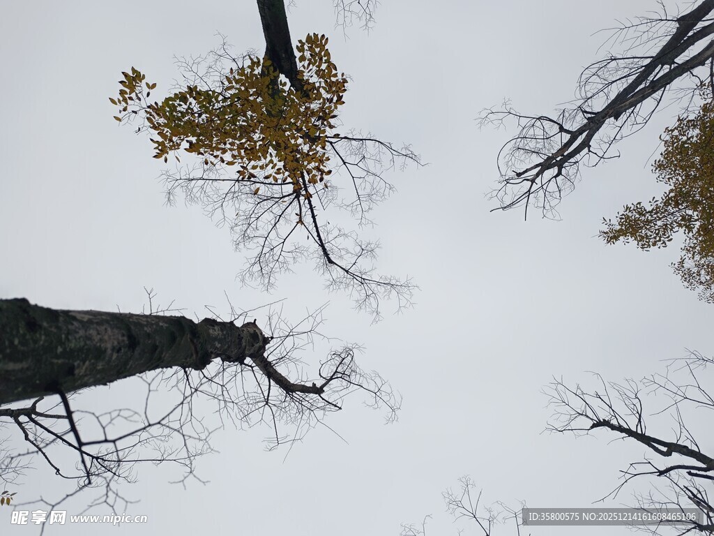 仰视秋树枯枝