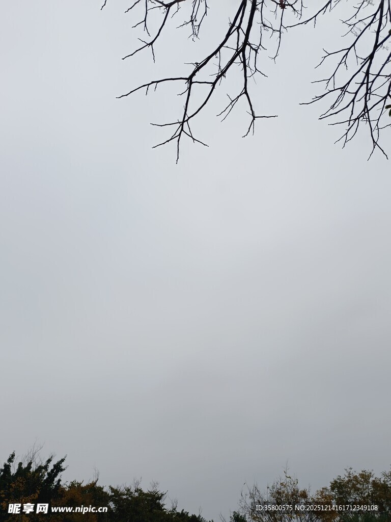 枝头无叶的萧瑟景象