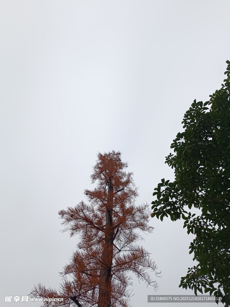 红绿树梢映衬灰白天空