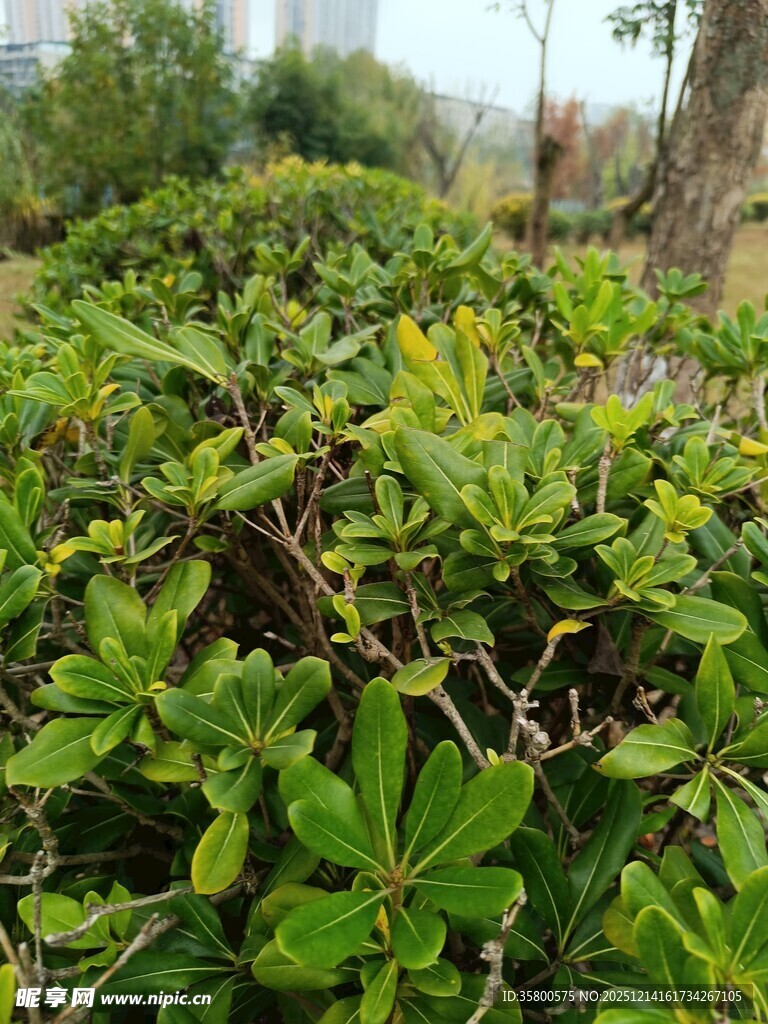 翠绿繁茂的灌木丛景观