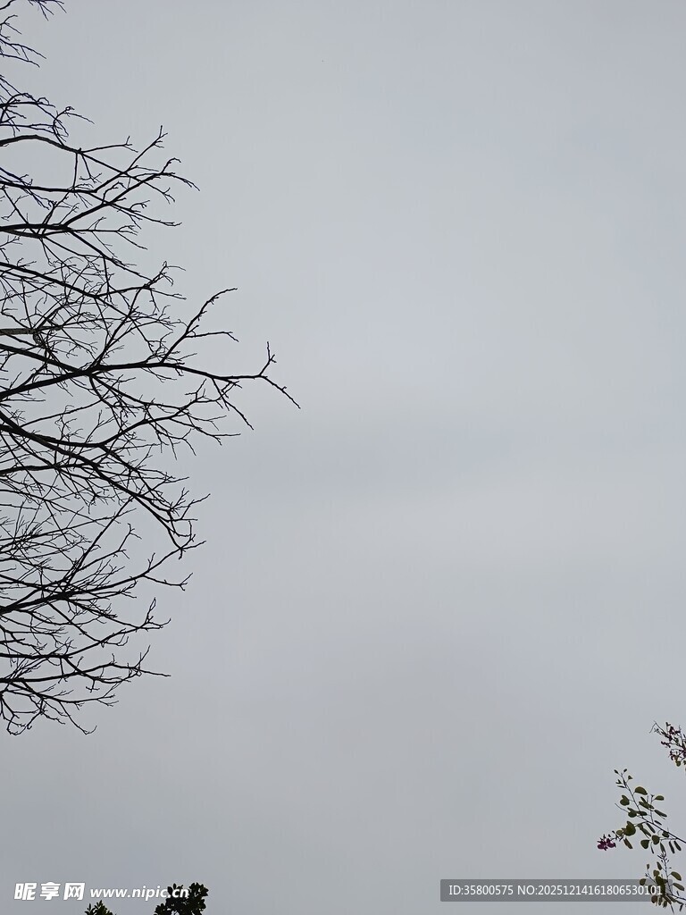 冬日光秃树枝与灰白天空