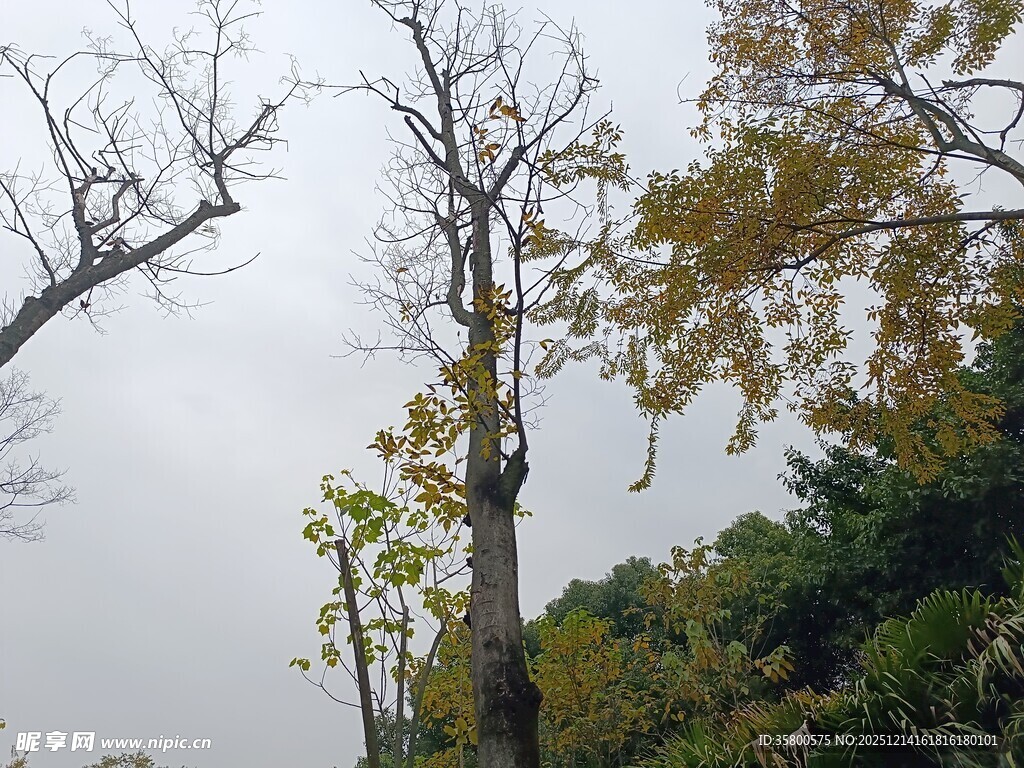 枯树与绿叶交织的景致