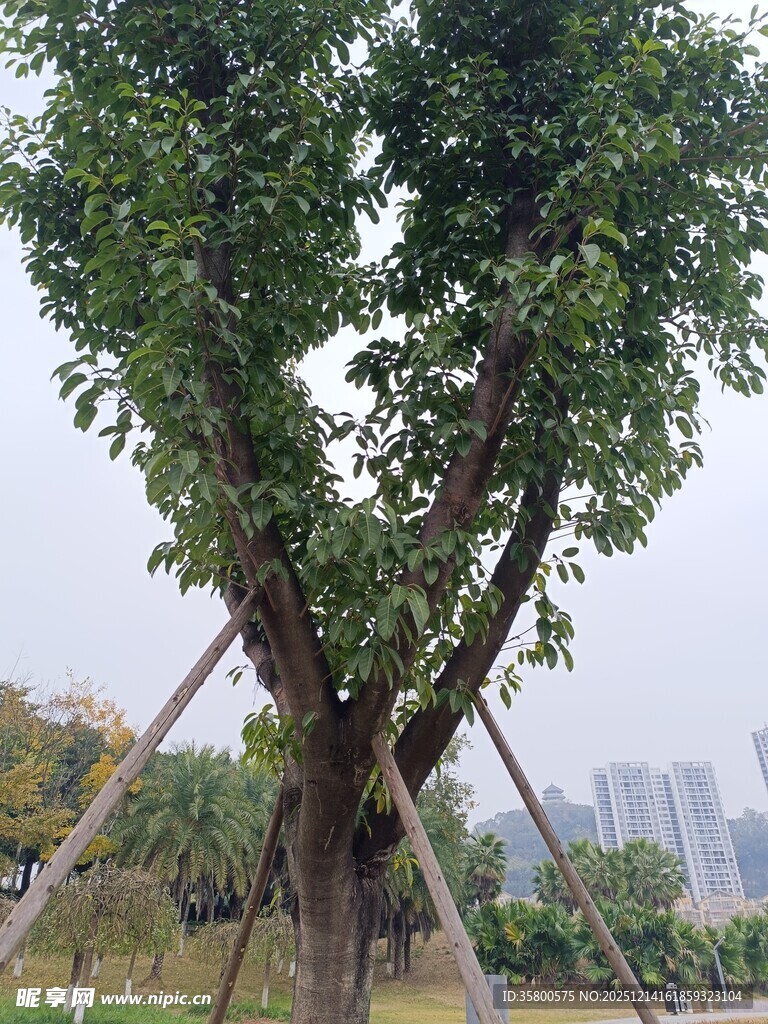 公园中被支撑的茂盛大树