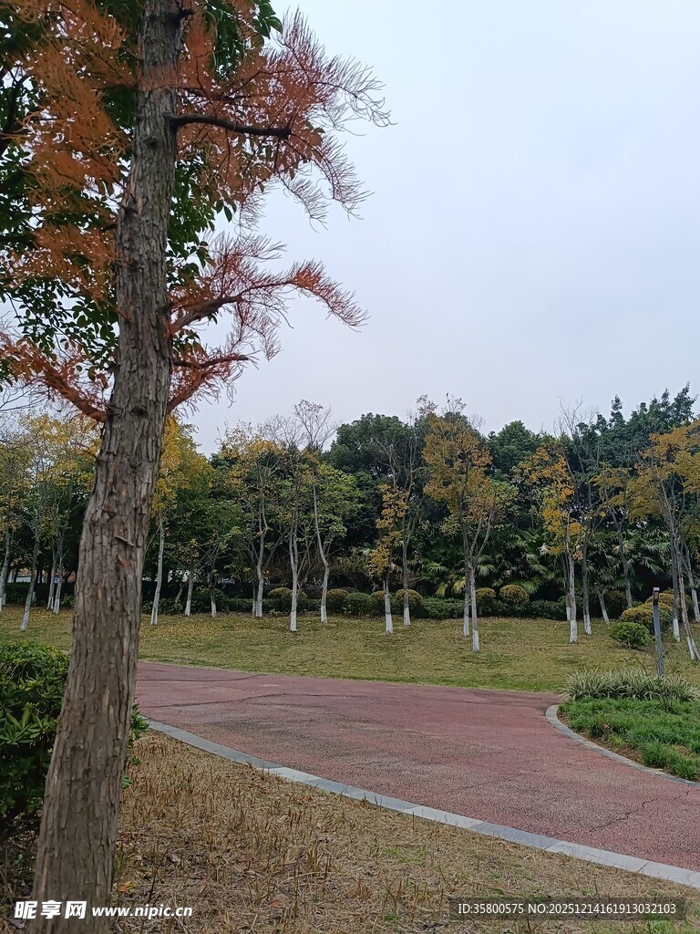 公园秋日林荫小道美景