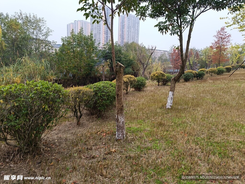 秋日公园绿植景观