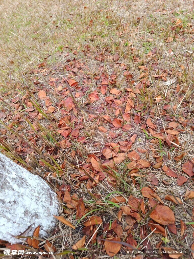 地面散落的棕色枯叶
