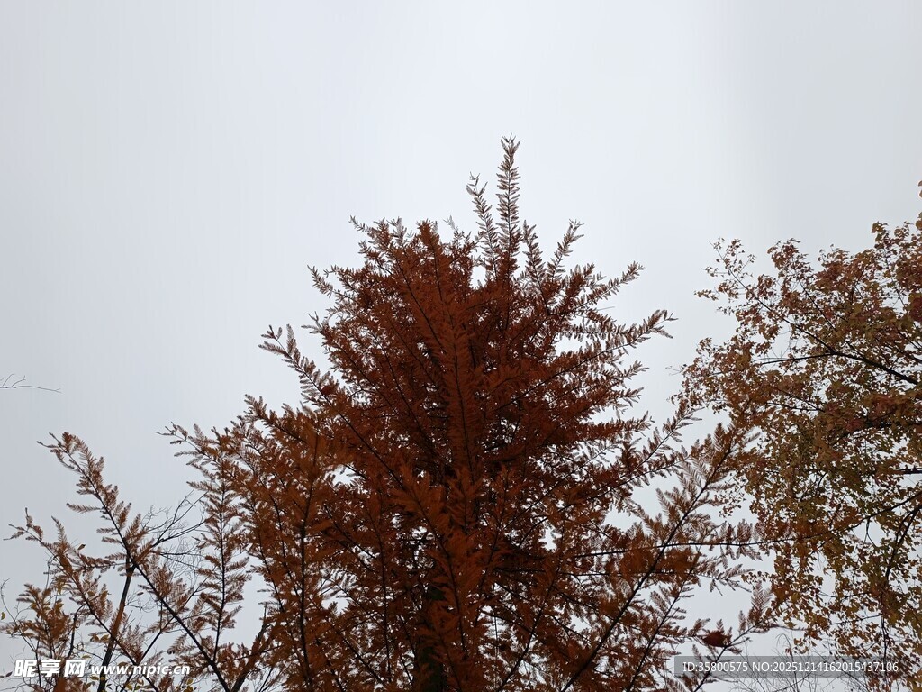 冬日红褐树木景致