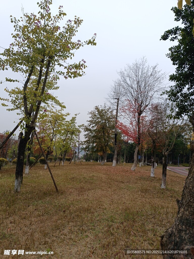 秋日树林中的开阔草地