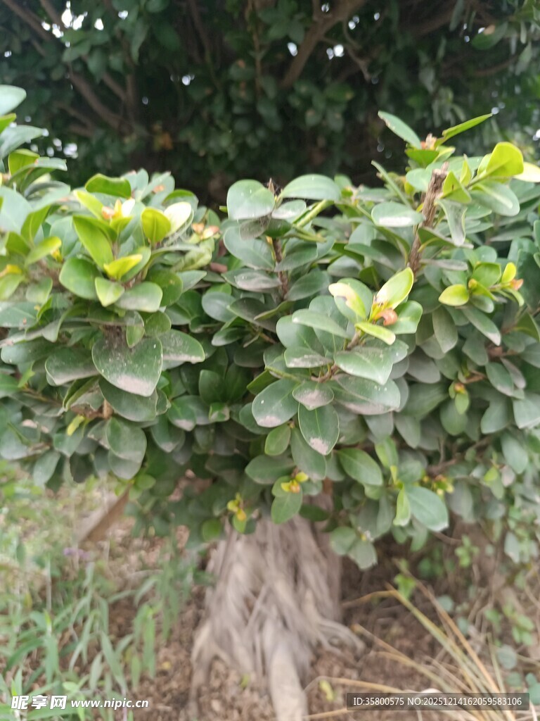 绿叶繁茂的植物景观