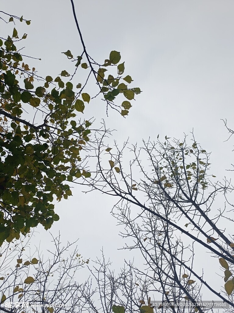 枝头绿叶与光秃枝干