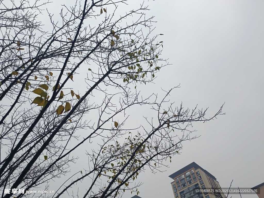 树枝与高楼间的灰白天空