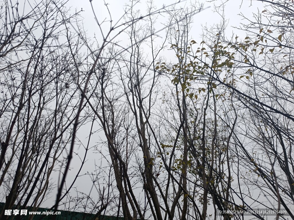 冬日枯树林景象