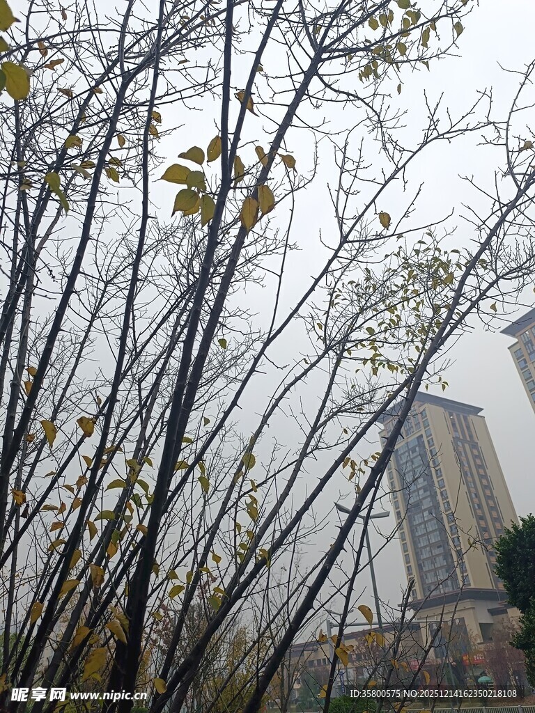 冬日枯树枝与背景建筑