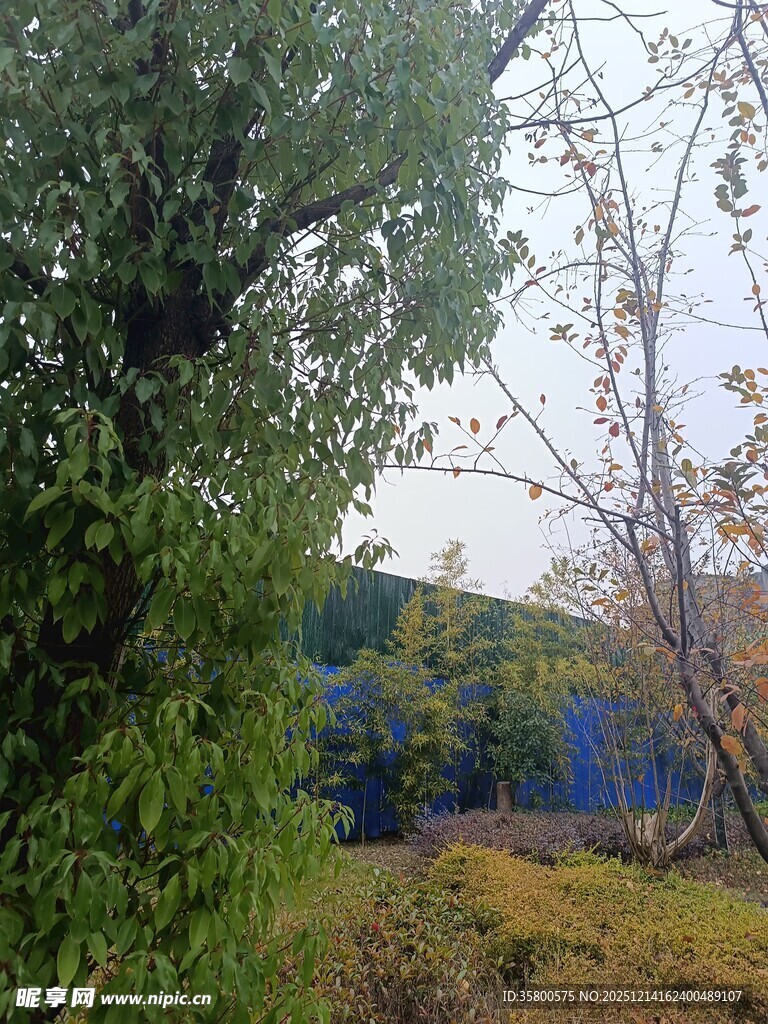 户外绿植旁的蓝色建筑