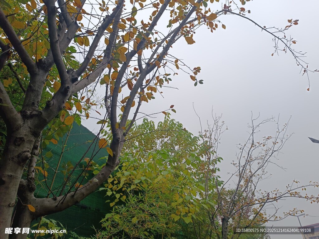 雾中树木与飞鸟景象