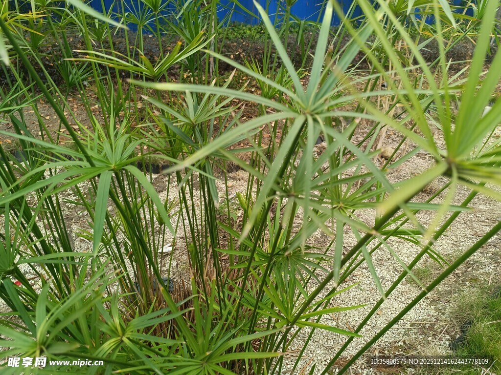 水边葱郁伞状植物