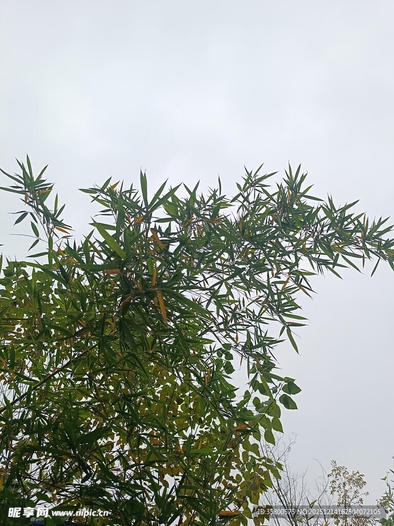 枝叶繁茂的绿植