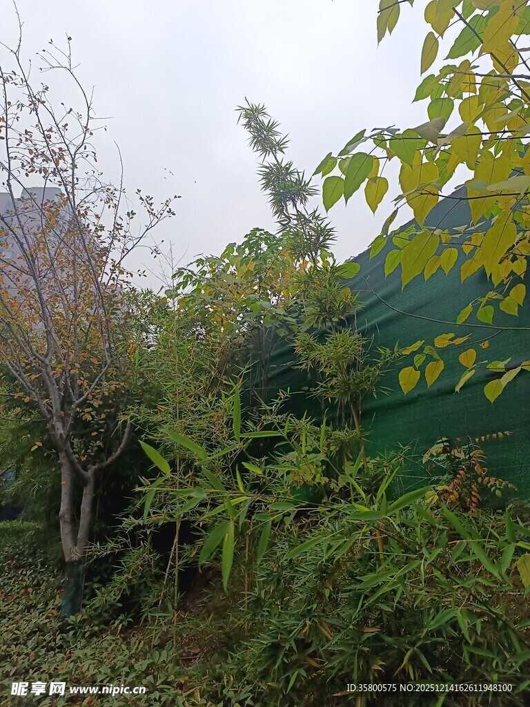 绿意盎然的户外植物景观