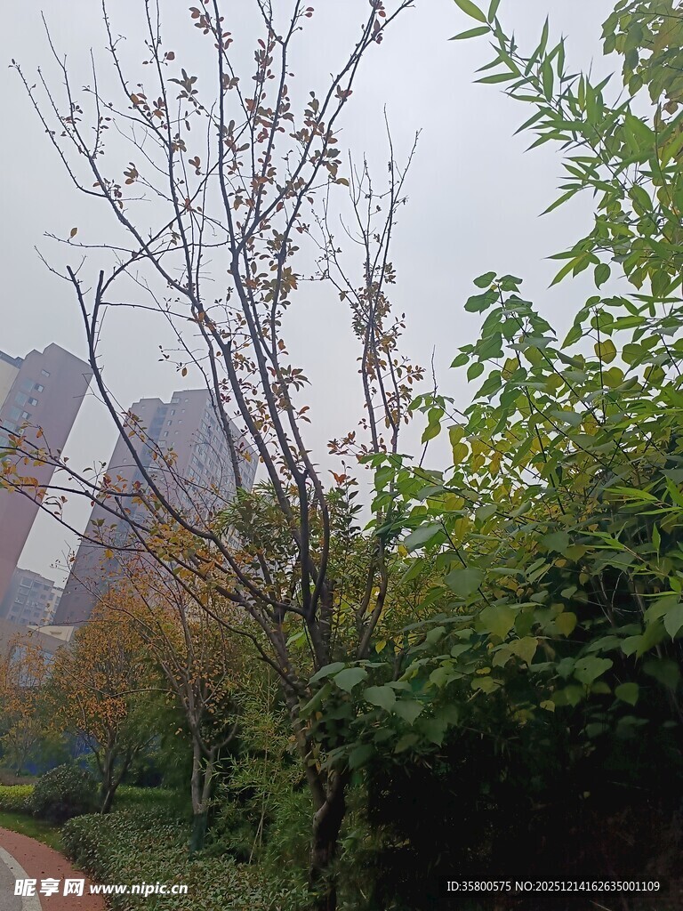 城市小径旁的绿植与树木