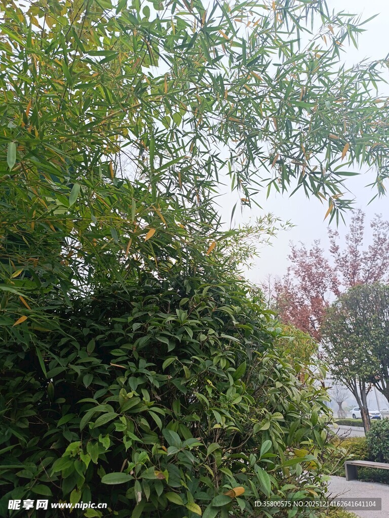 绿意盎然的户外植物景观