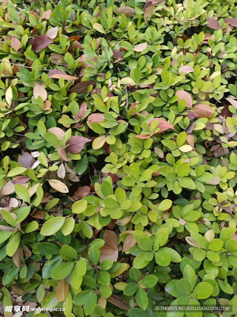 绿叶繁茂的植物景观