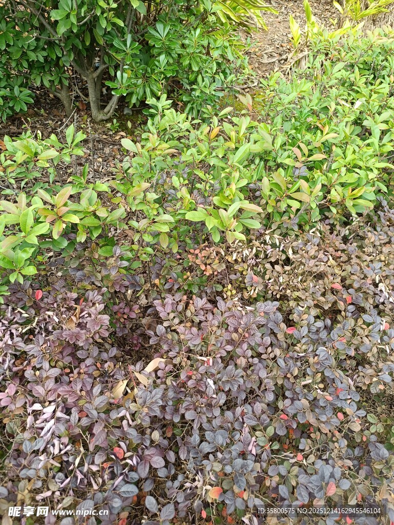 多彩植物景观