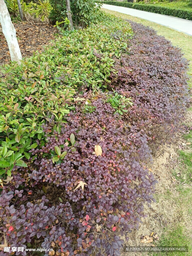 多彩植物装点路边景观