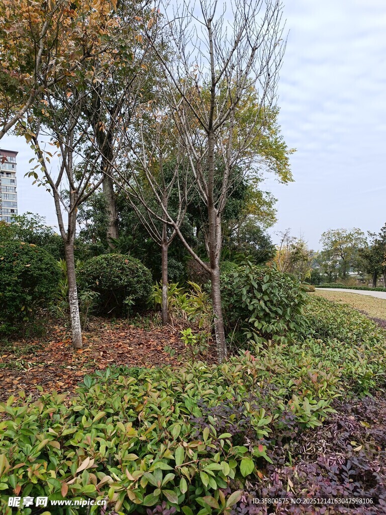 秋日园林绿植景观