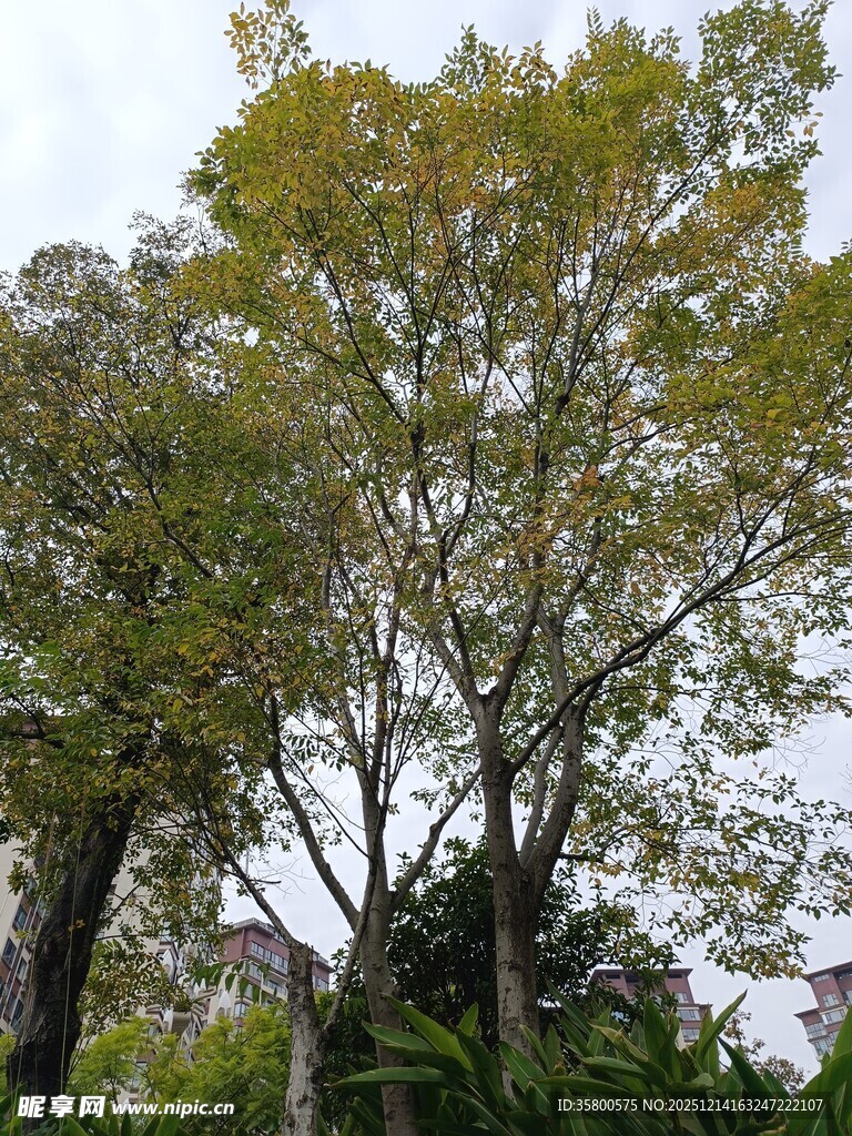 户外繁茂树木景观