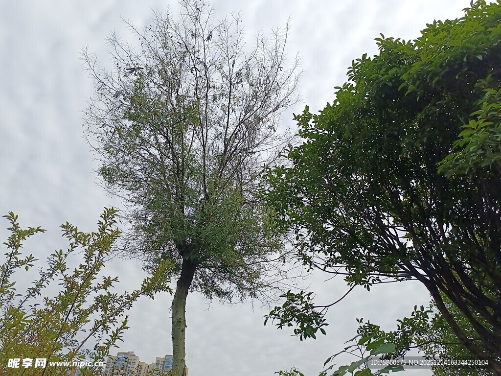 雨中孤树与葱郁绿树