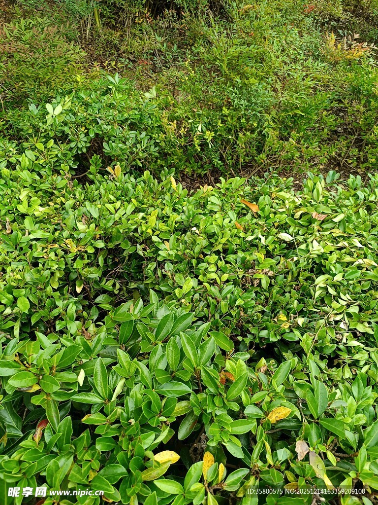 绿意盎然的繁茂植物