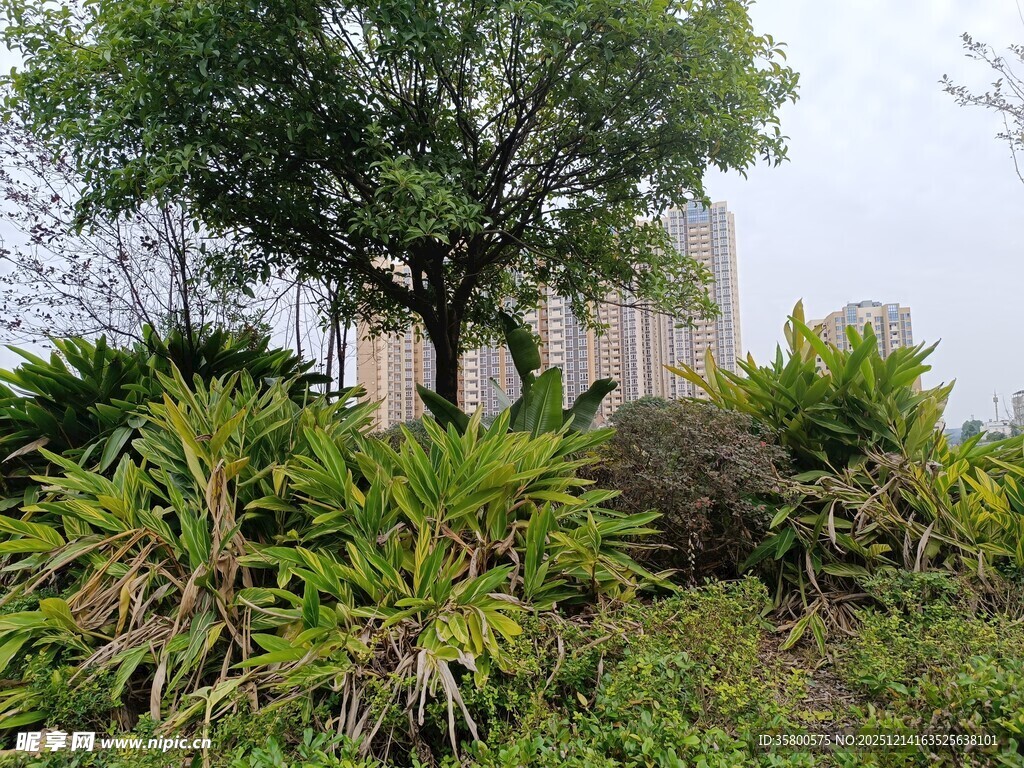 城市中的绿植景观