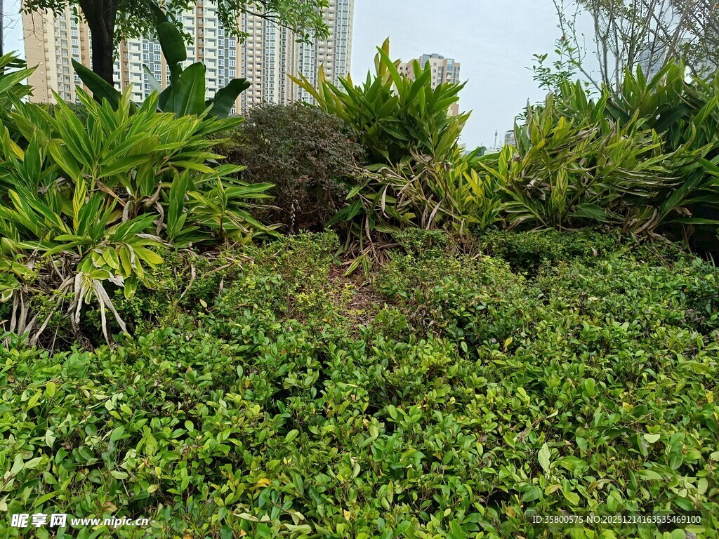绿意盎然的户外植物景观