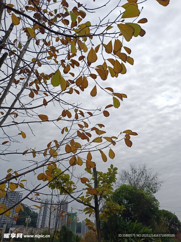 秋日枝头黄叶映天空