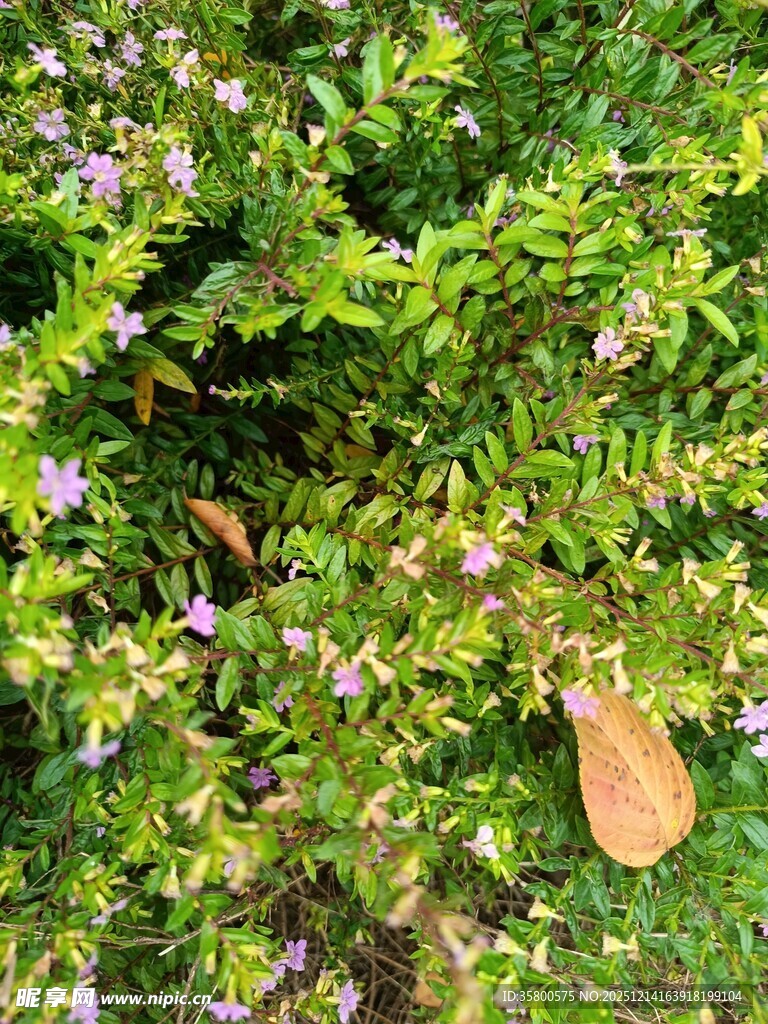 绿叶丛中的紫色小花