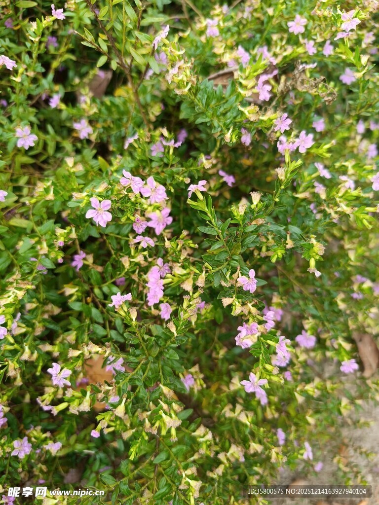繁茂粉色花丛绿意盎然