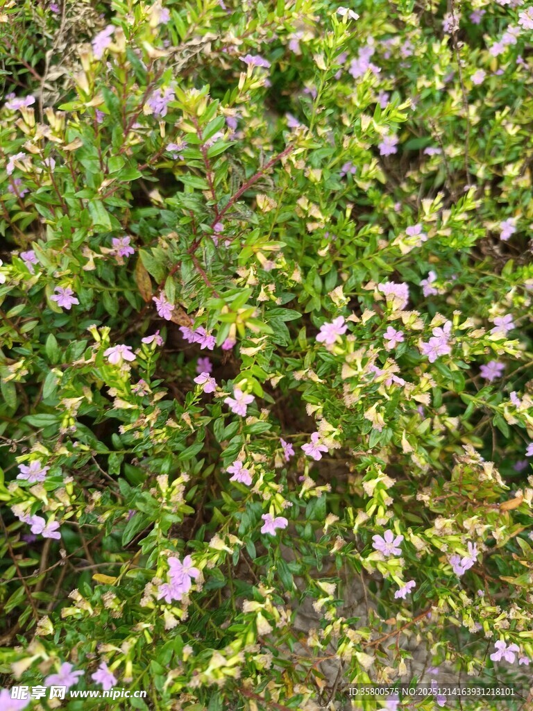 繁茂绿植中的点点紫花