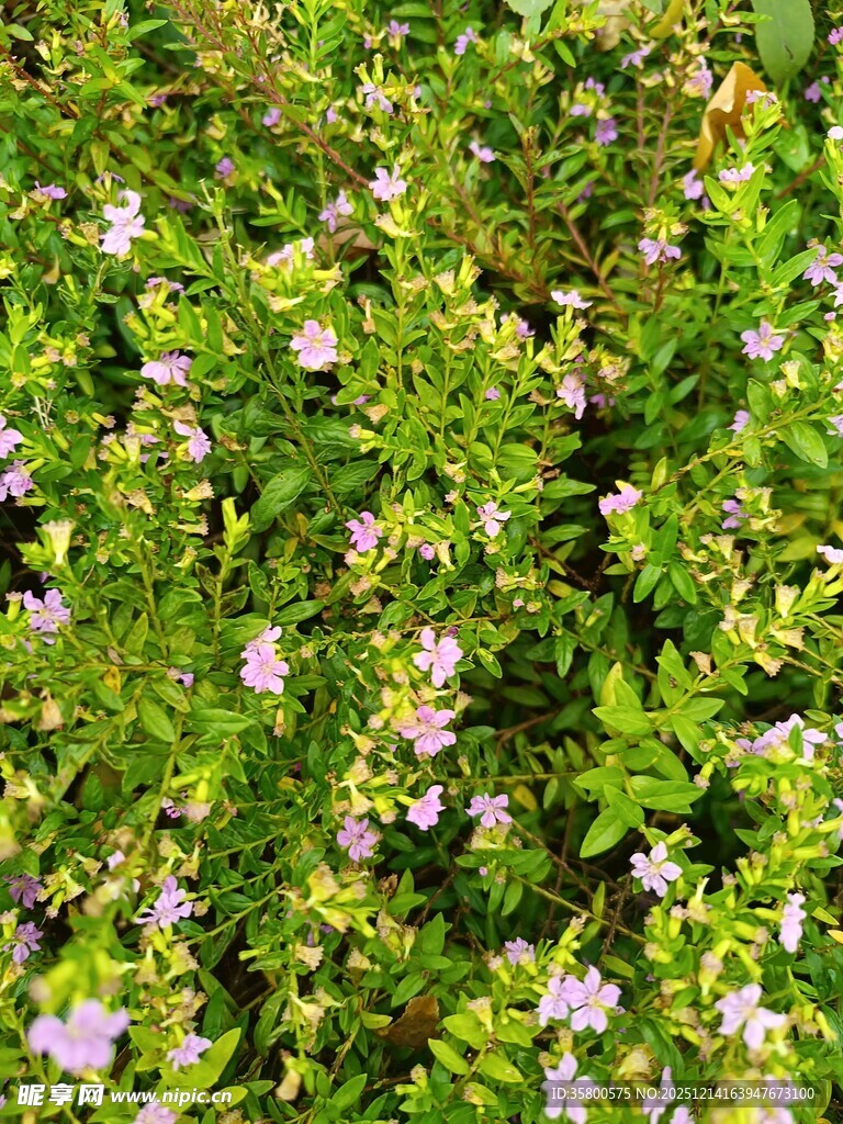 繁茂绿植间的粉嫩小花