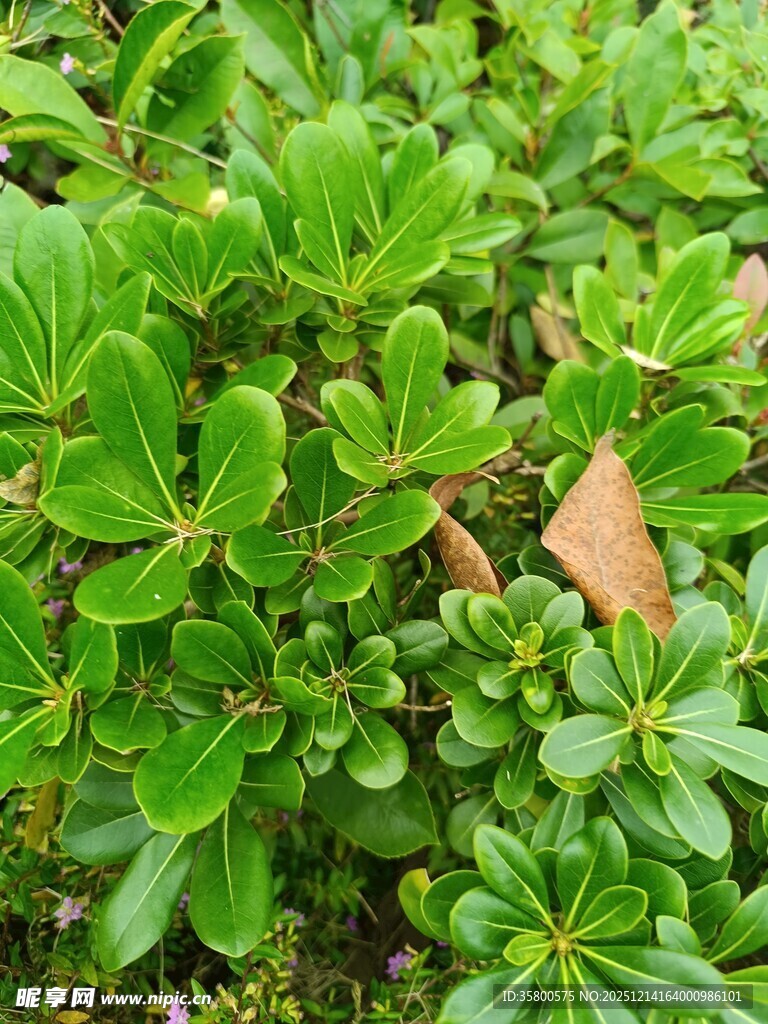 翠绿植物特写