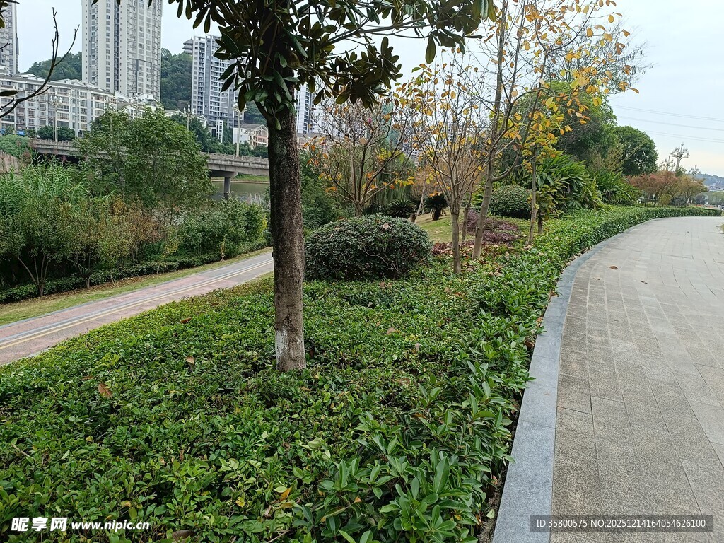 城市路边绿植景观