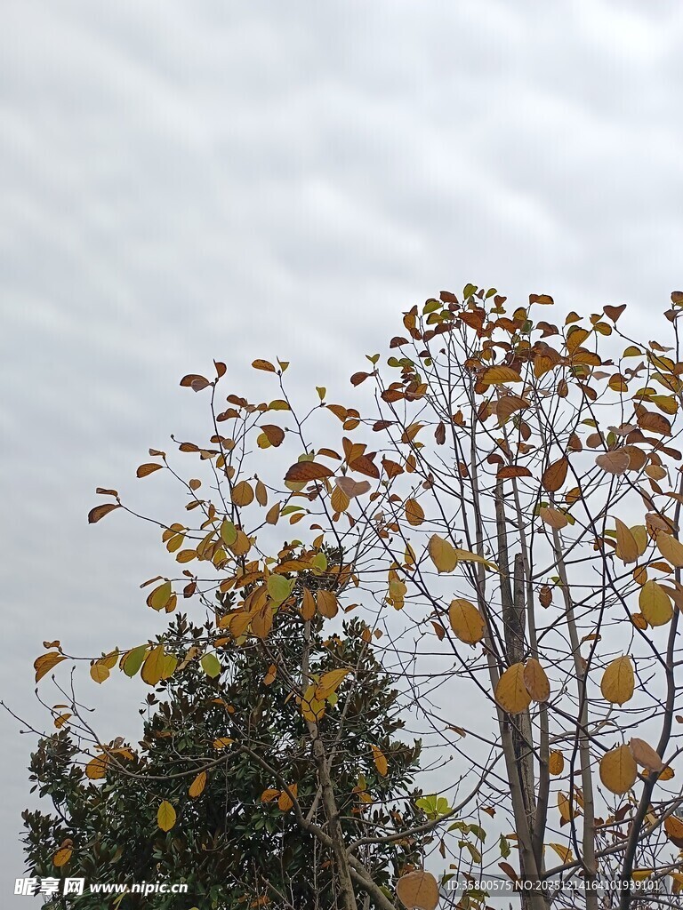 秋日树梢黄叶蓝天景象