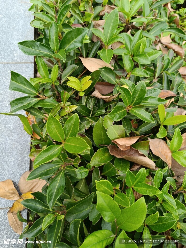 绿叶间夹杂的枯黄叶片