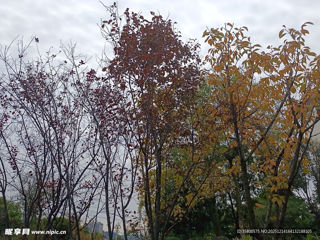秋日多彩树木景致