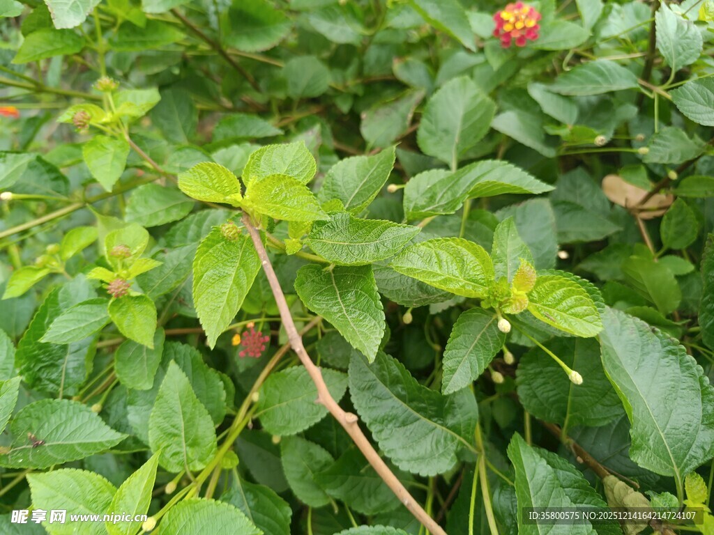 绿叶间的红色果实植物