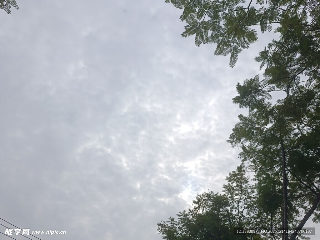 仰视天空与枝叶的景象