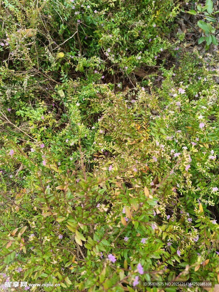 野外繁茂绿植景象