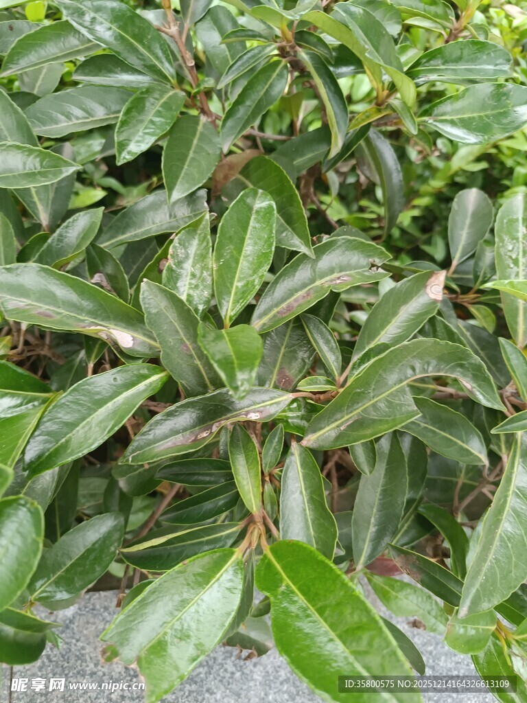 翠绿叶片植物特写