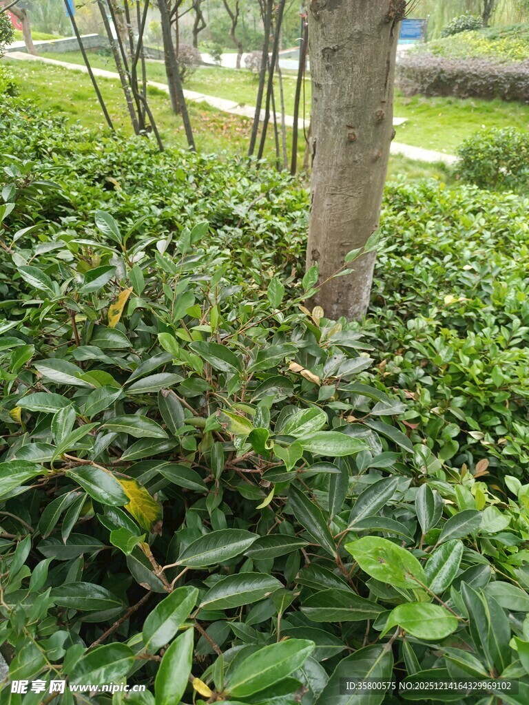 树下繁茂绿植景观