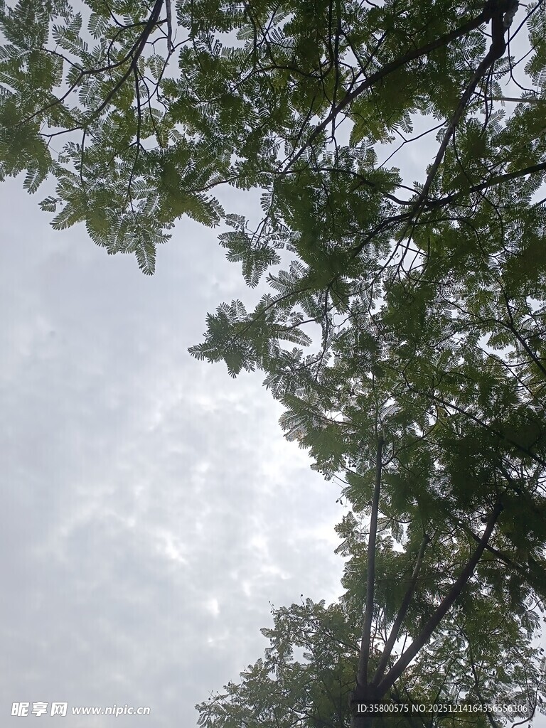 仰视枝叶间的朦胧天空