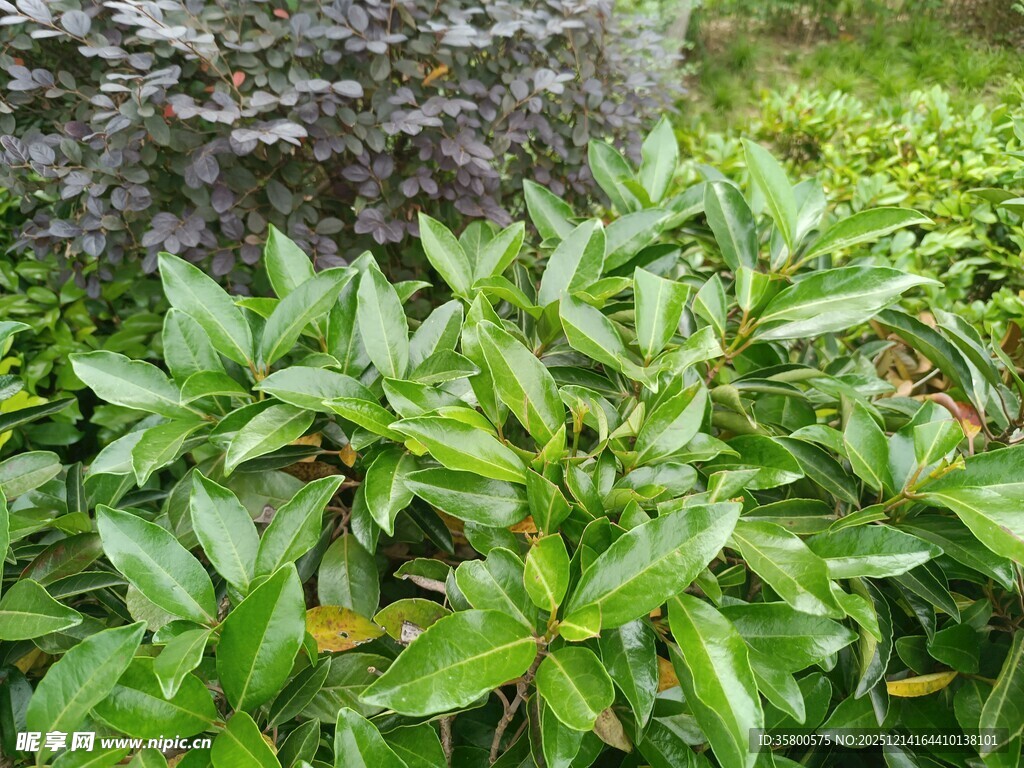 翠绿植物簇拥树干